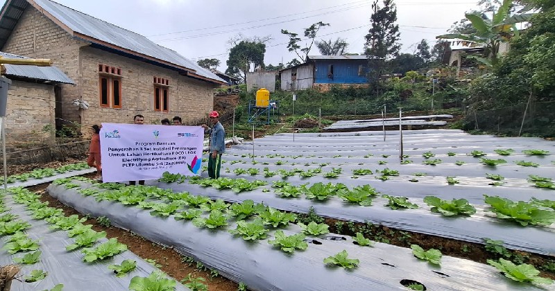 PLN UIP Nusra Tingkatkan Produktivitas dan Pendapatan Petani Desa Lungar