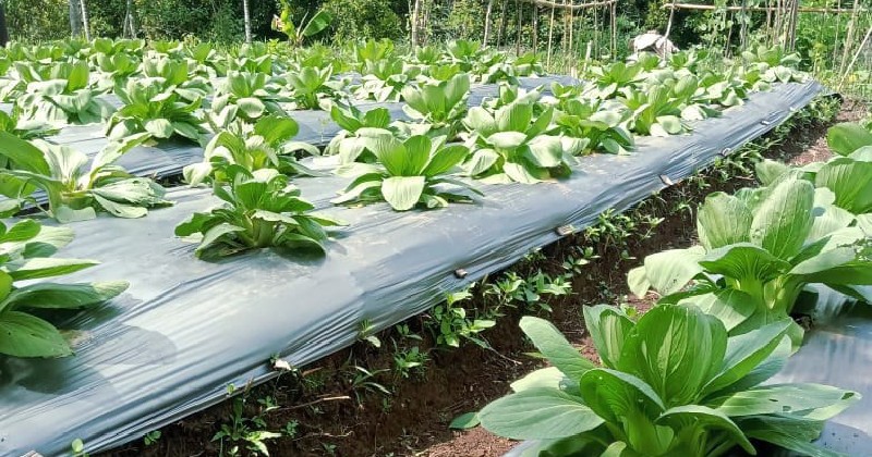 PLN UIP Nusra Kembangkan Hortikultura di Poco Leok, Warga Raup Jutaan Rupiah dari Panen Perdana